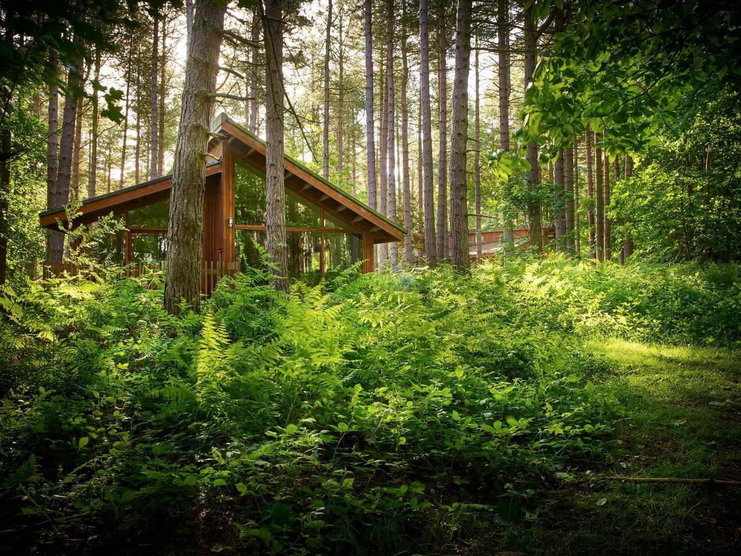 Blackwood Forest Cabins - Forest Holidays Popham Екстериор снимка