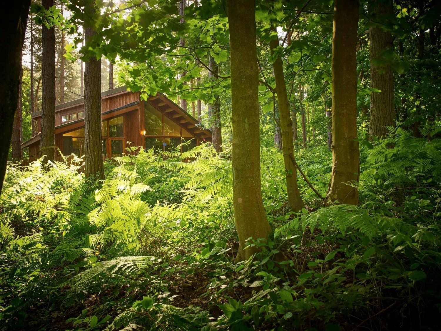 Blackwood Forest Cabins - Forest Holidays Popham Екстериор снимка